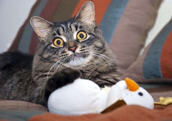 开云体育在线-从桑巴舞者到冷面杀手，欧冠之夜维尼修斯完成终极蜕变