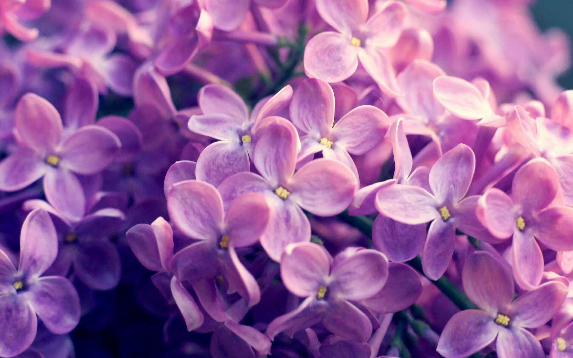 从桑巴舞者到冷面杀手，欧冠之夜维尼修斯完成终极蜕变